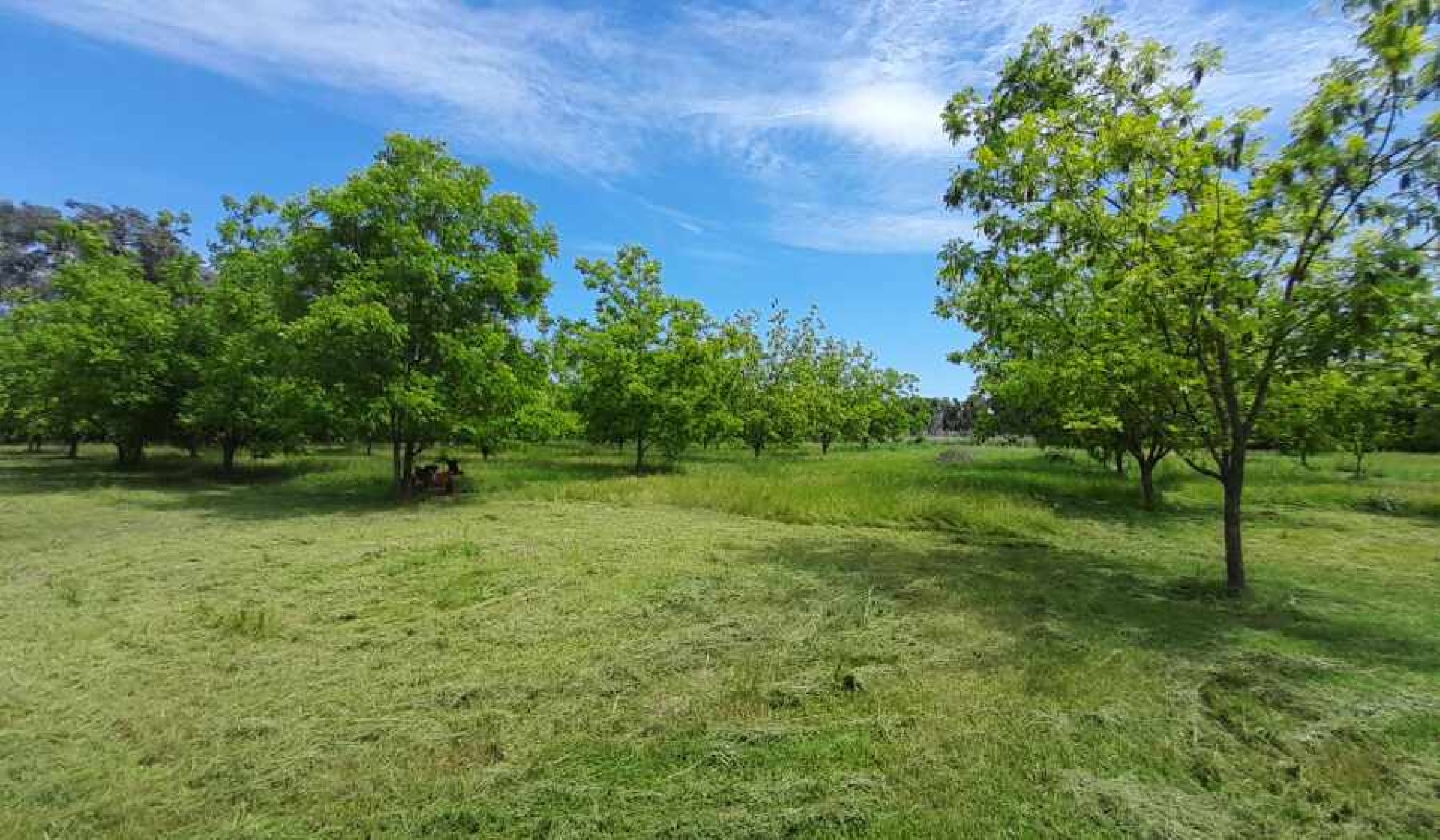 Finca productiva de nueces de pecán en venta